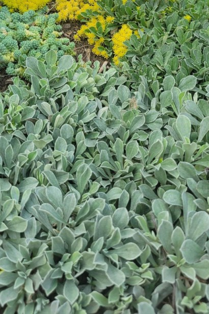 Антеннарія / Котяча лапка дводомна